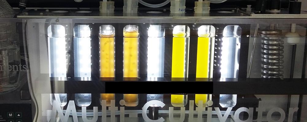 microalgaes i tubes at laboratory