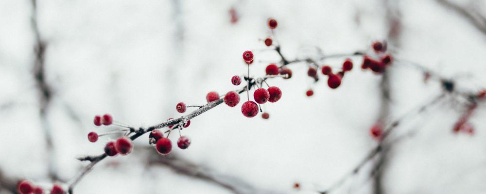 Rönnbär i frost