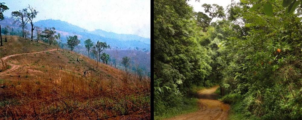 Notera vägen för jämförelse före och efter ett återplantering av skog i Thailand.