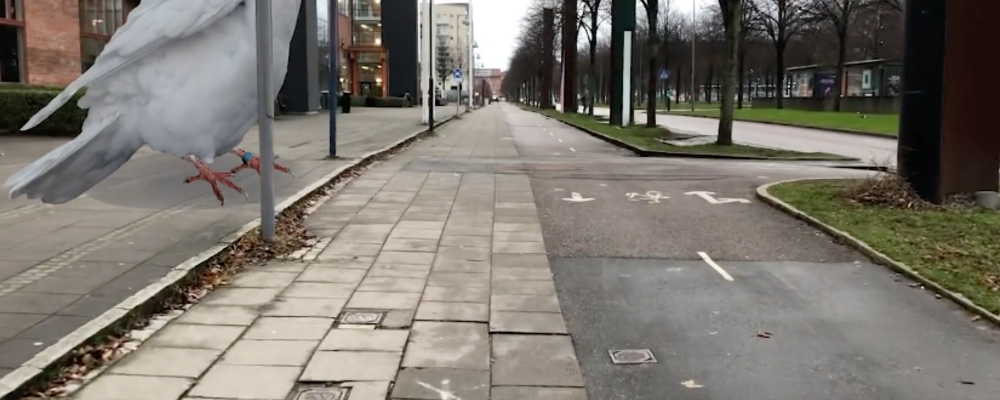 Stillbild från video. Kollage av en 3 meter hög duva som står på väg