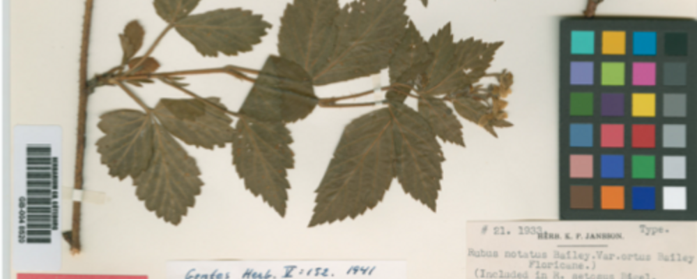 Växt från Herbarium GB
