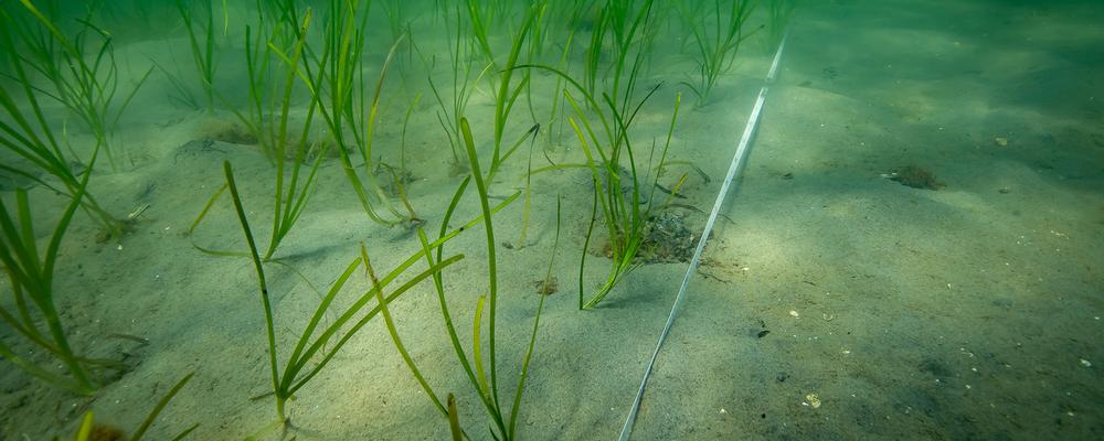 Eelgrass planted in sand.