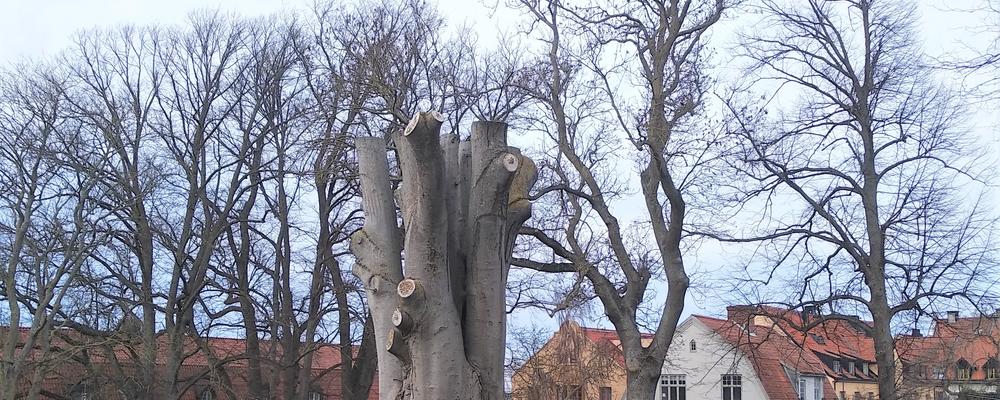 Bilden visar en flerstammig bok som kapats som högstubbe