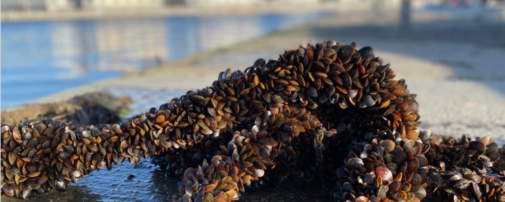 Nyskördade musslor på kajen