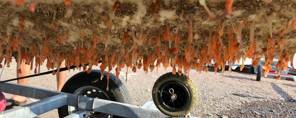 Marin påväxt på båtbotten