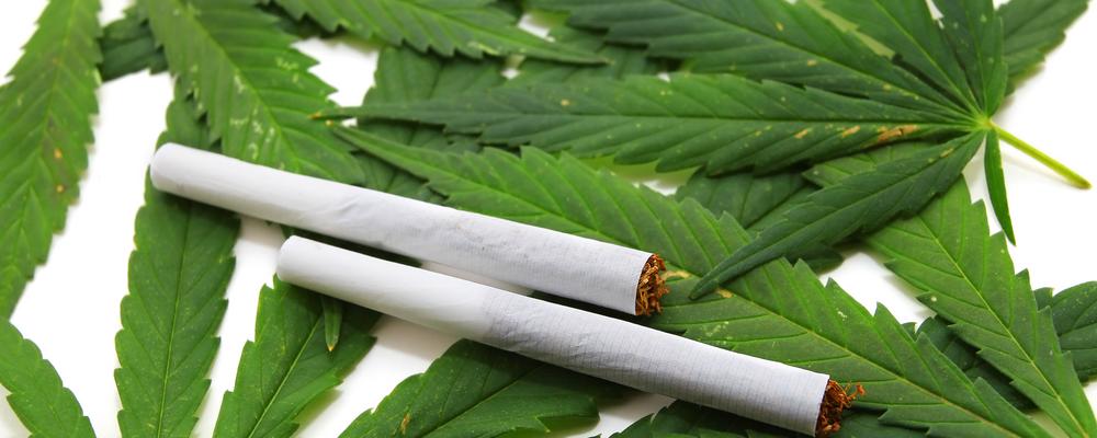 Cannabis leaf, marijuana over white background