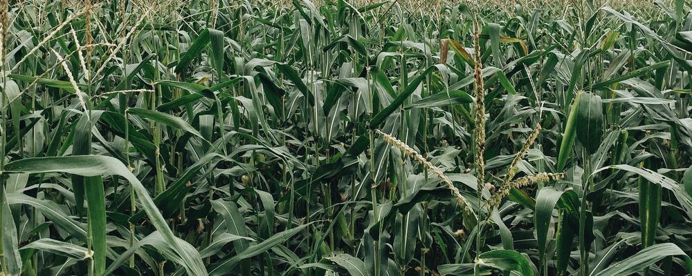 Corn field in Panama, photo.