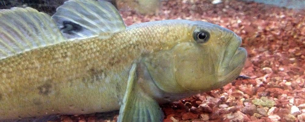 Närbild på svartmunnad smörbult