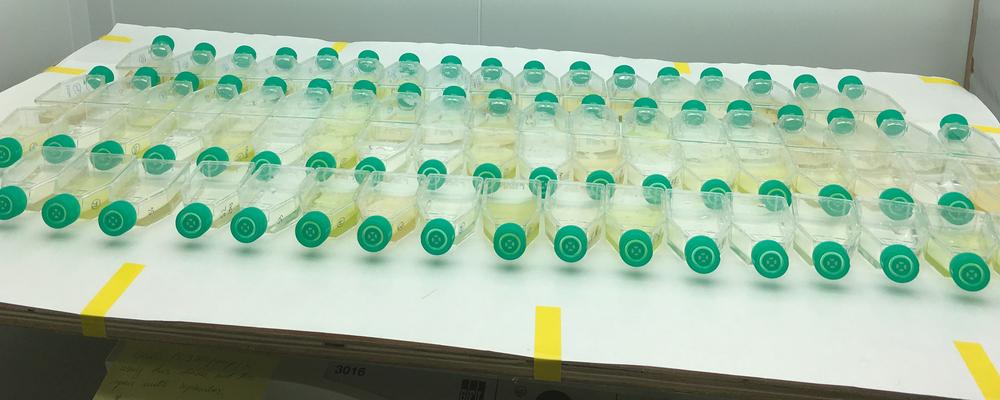 Laboratory experiments with cultivation of west coast algae from the species collection GUMACC