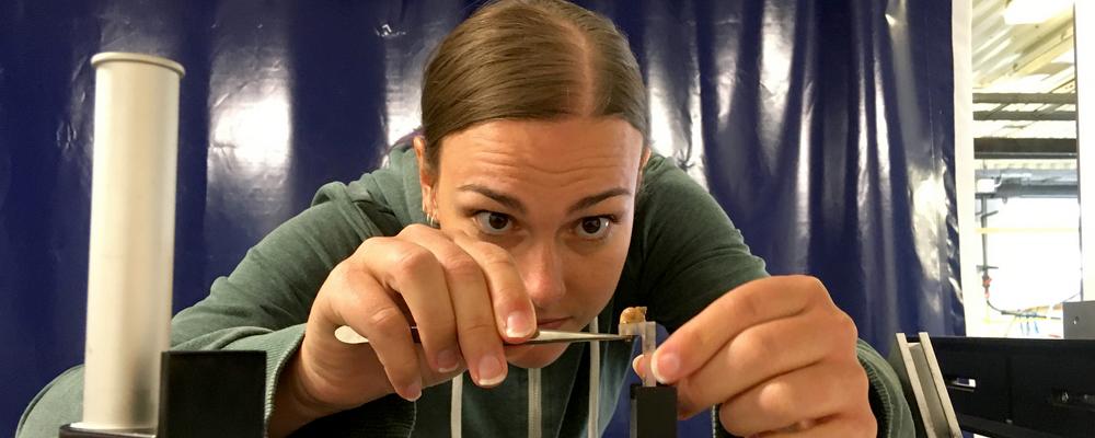 Jenny Larsson undersöker snäcka i labbet