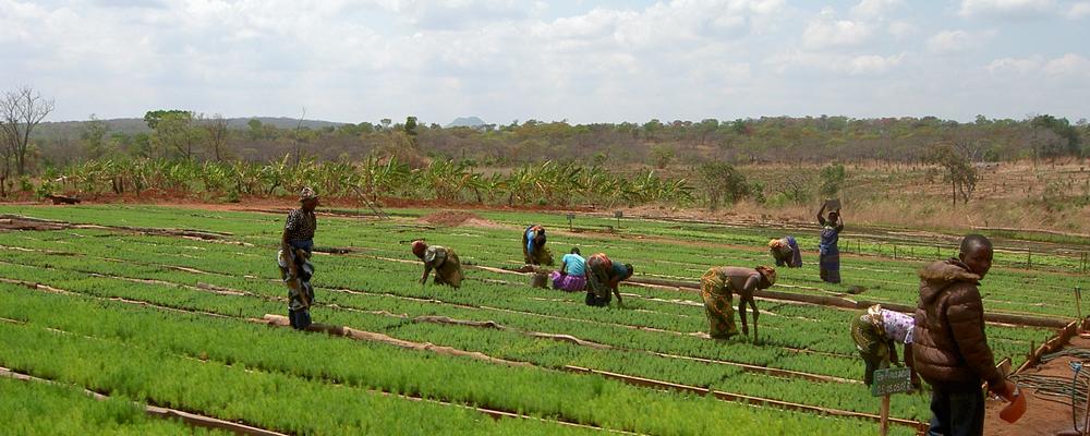 Bild på männiksor som jobbar i jordbruk