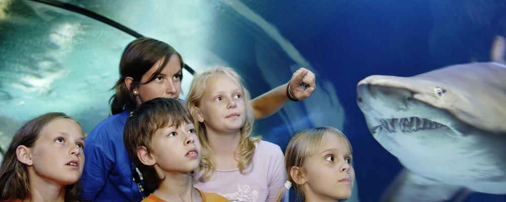 Utbildning på vetenskapscentret Universeum, elever som betraktar ett akvarium