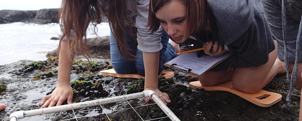Youngsters searching for species on a rocky beach. 