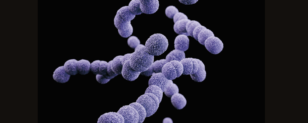 Streptococcus agalactiae, by Alissa Eckert