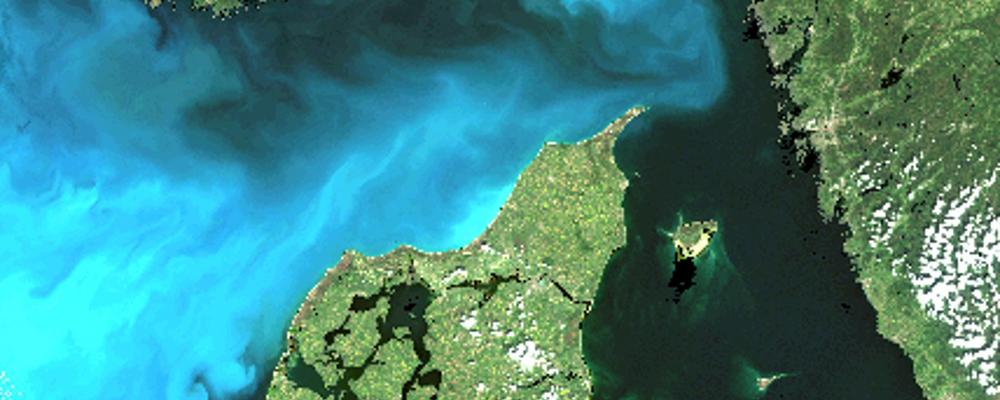 Satellite image of algal blooms.