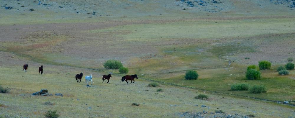 Mongoliska hästar på stäppen