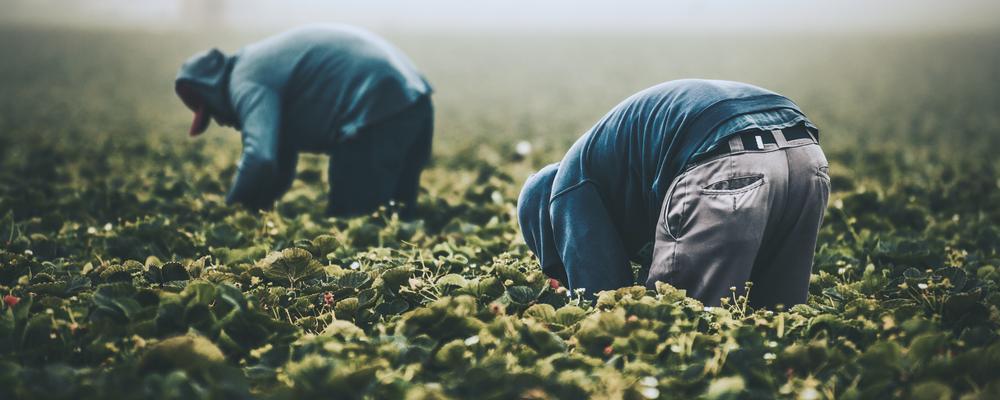 Arbetare skördar grödor på fält