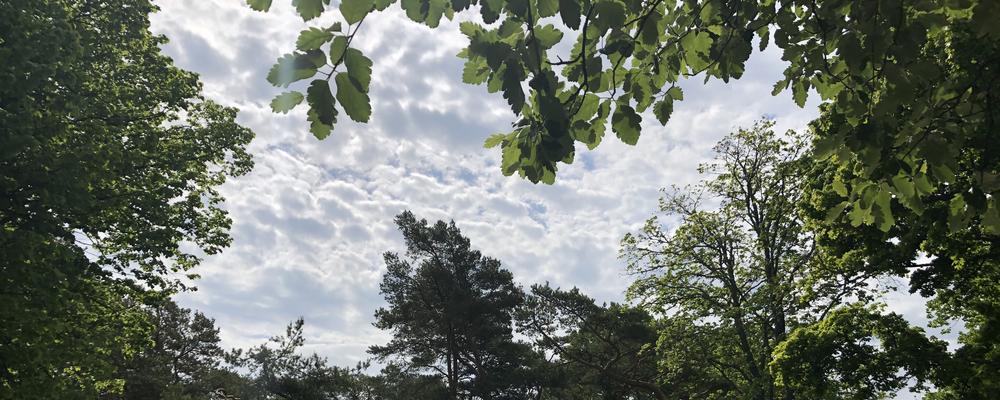 Bilden visar trädkronor som avtecknar sig mot himlen