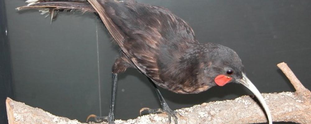 En Huia (Heteralocha acutirostris), en endemisk fågel från Nya Zeeland, som dog ut i början av 1900-talet. 