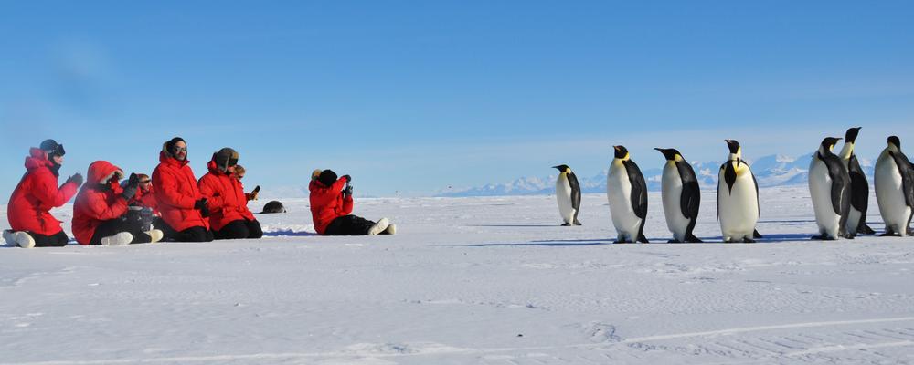 Kejsarpingviner och forskare på isen.