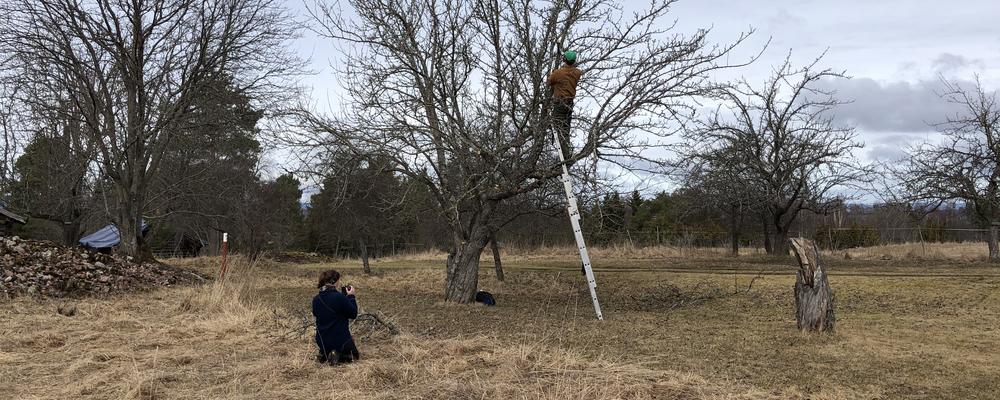 Bilden föreställer en person som beskär ett äldre äppelträd och en person som filmar detta