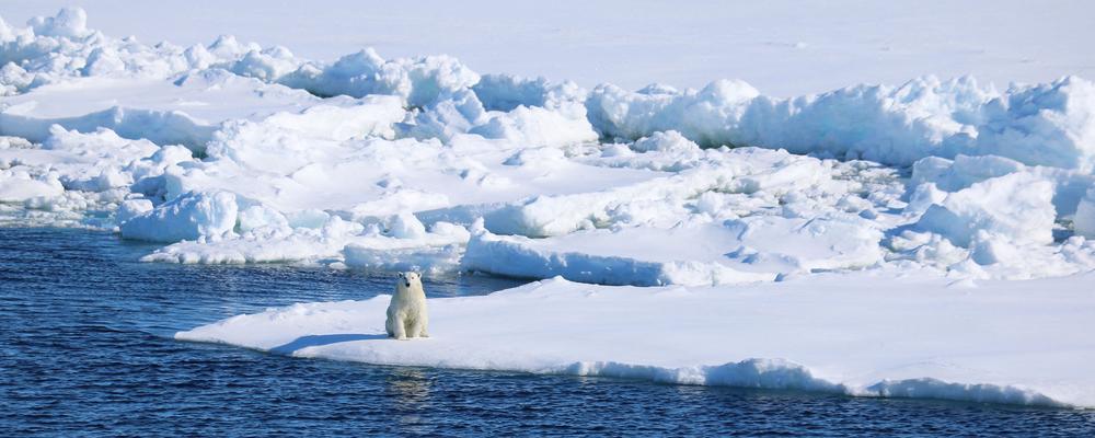  Polar bear in the Arctic. 