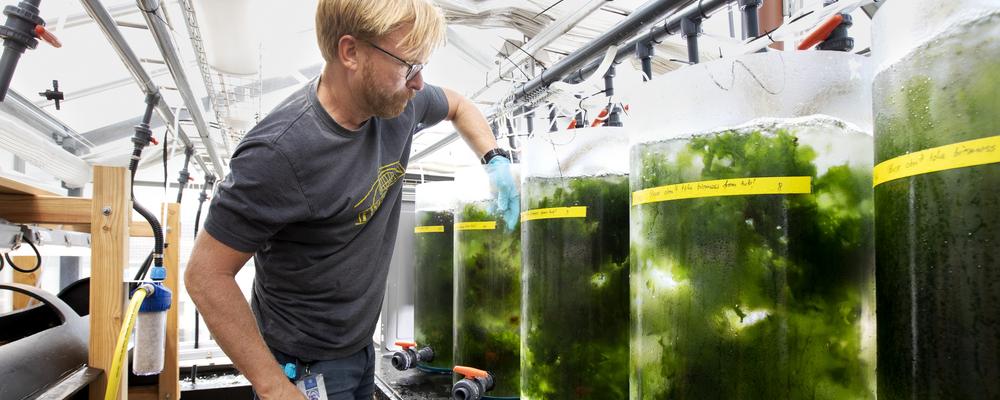 Odling av algen havssallat