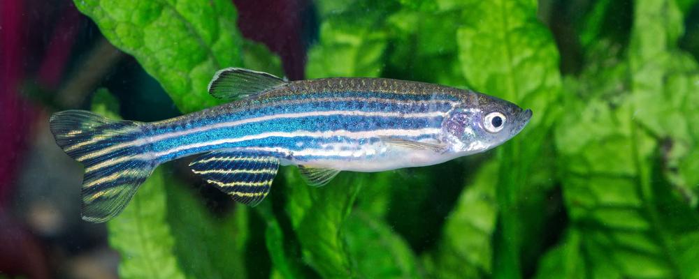 The studies showed changes in the zebrafish fry after the chemical exposures. 