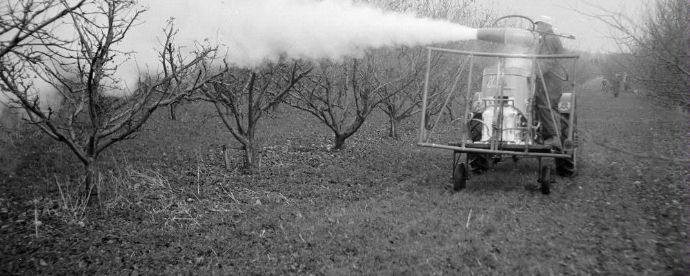 Svartvitt foto från 1950 som visar besprutning av fruktträd i en odling med raka rader.