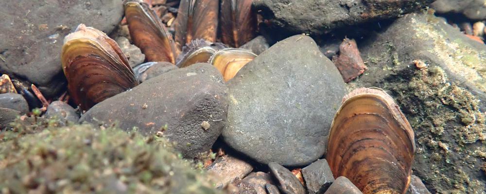 Bild på en samling flodpärlmusslor på en stenig botten i ett vattendrag.