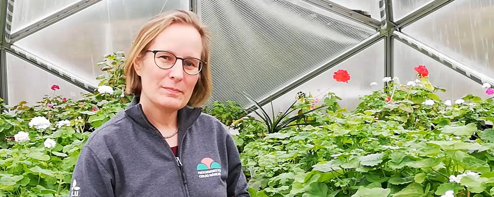 Bilden visar en kvinna i ett växthus med pelargoner