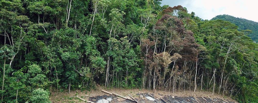 Deforestation in Brazil’s Atlantic rainforest increased by 125 per cent last year and is mainly driven by meat consumption. Photo: Alexandre Antonelli, January 2022.