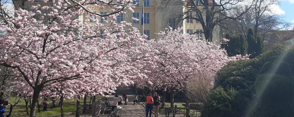 Japanese cherry trees outside campus building 