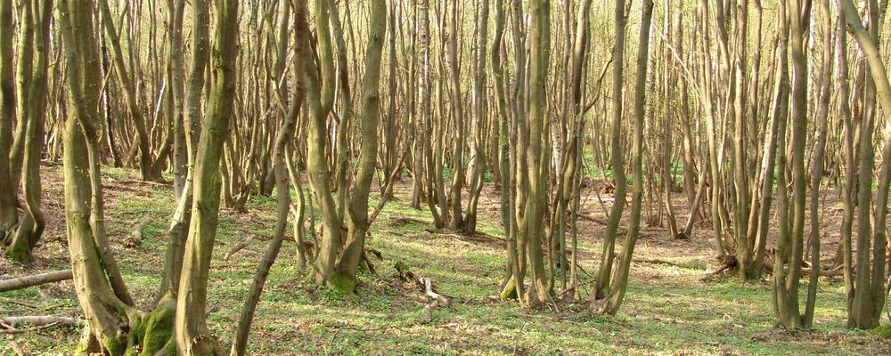 temadag om stubbskottsbruk 3 oktober