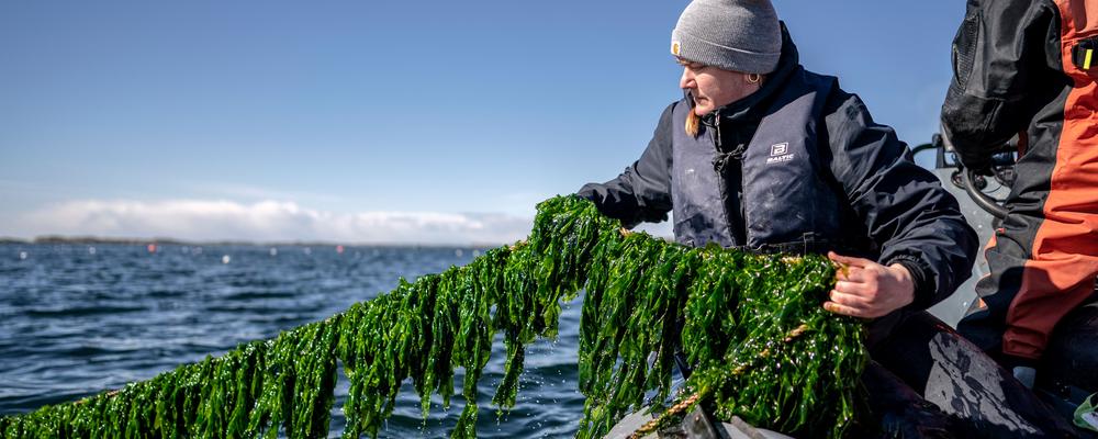 Sophie sits in a boat pulling a rope with sea lettuce.