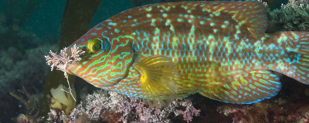 Picture of a corkwing wrasse