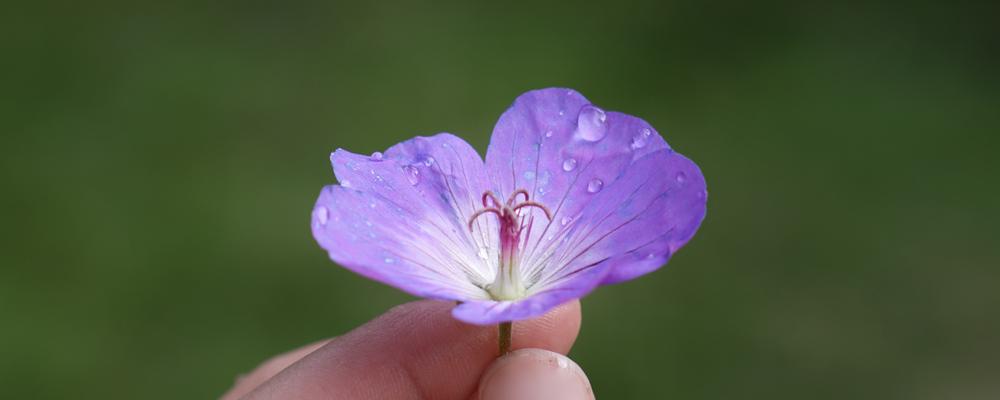Lila blomma i en hand