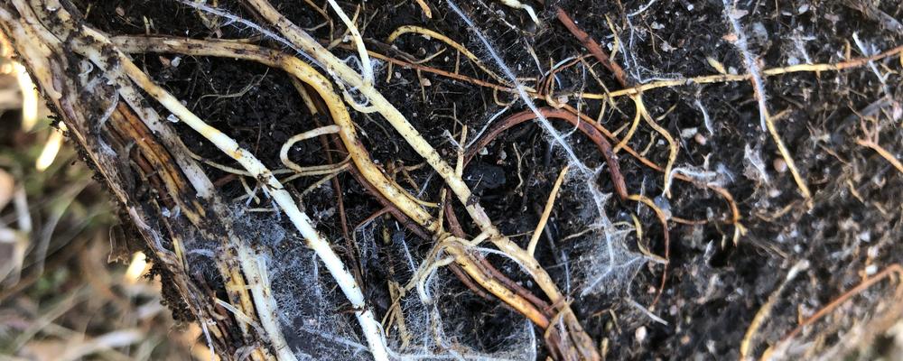 Bilden visar rotsystemet i en kruka