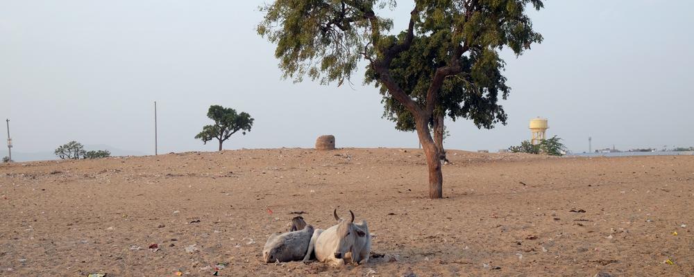 A cow on an dry soil under a tree
