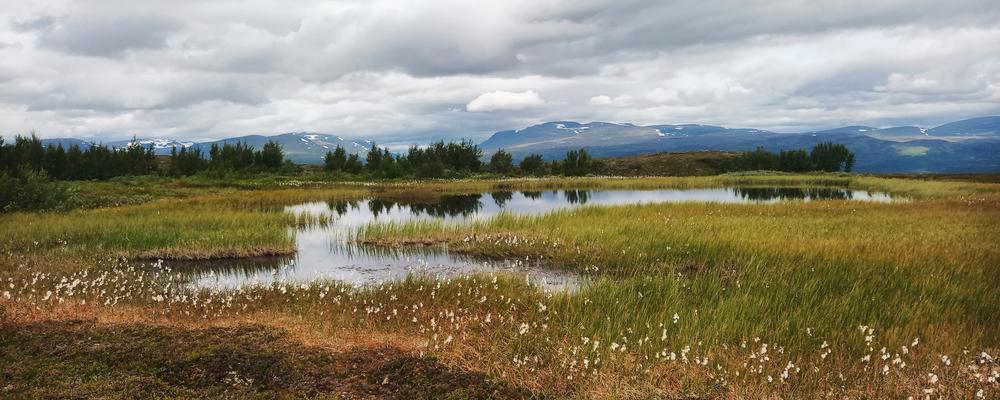 Våtmarker i skogsområde i norra Sverige