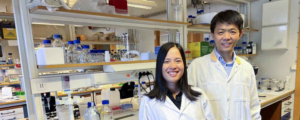 Två av studeins försteförfattare, Xie Xie och Xuefeng Zhu, i laboratoriet på Göteborgs universitet.