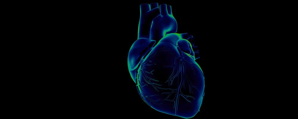illustration av mänskligt hjärta