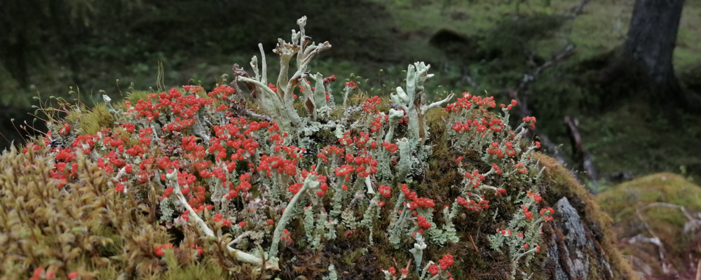 image of a lichen