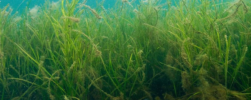 Picture of eelgrass meadow.