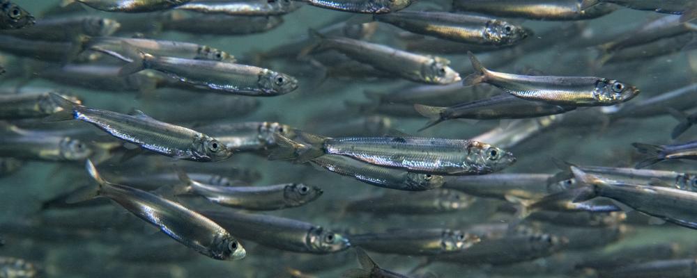 School of herring