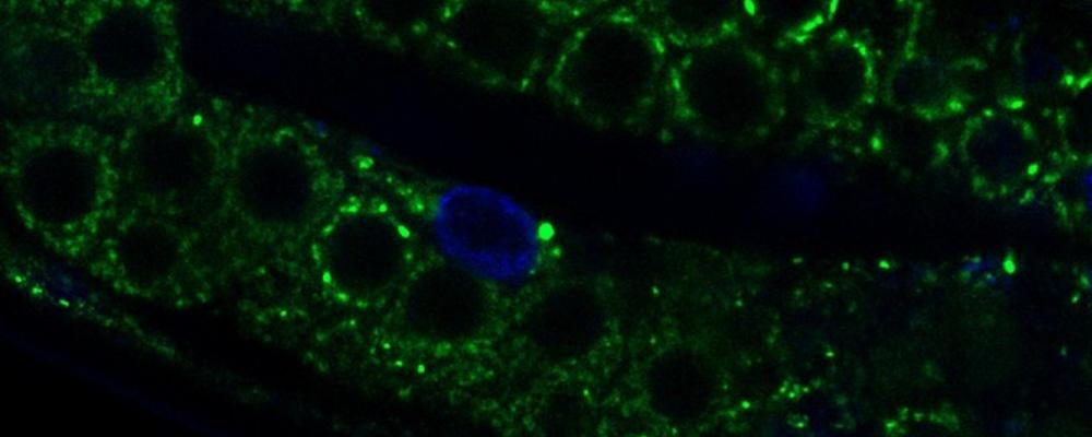 Cover illustration: Expression pattern of SMN-1 (green) co-stained with nucleus marker (blue) in C. elegans germline. 