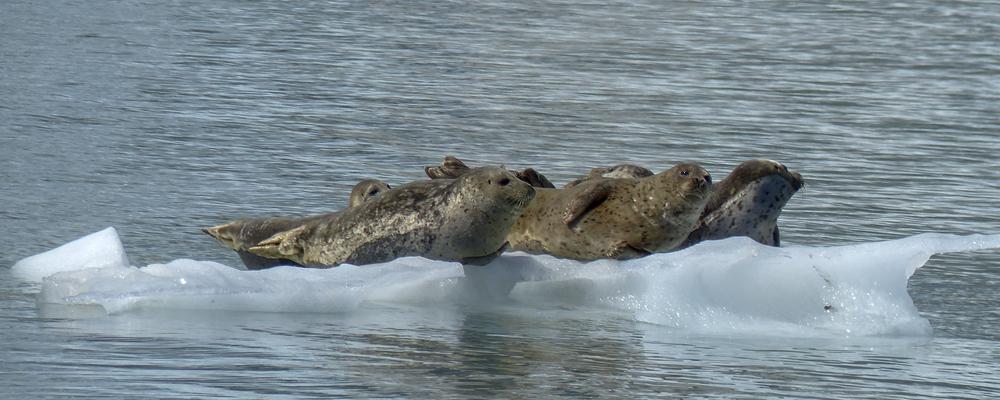 Three seals on sea ice