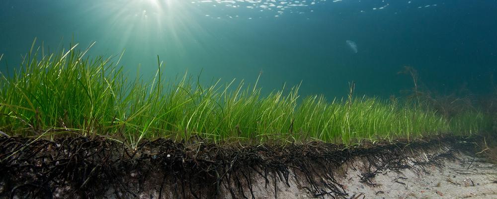 Picture of seagrass under water