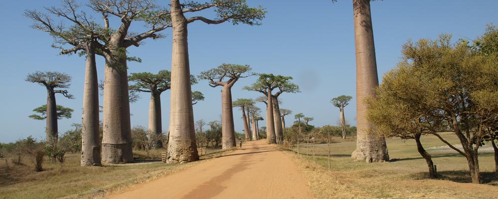 Bild på en väg med Baobabträd på sidorna på Madagaskar