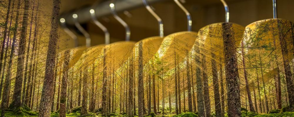 Foto på galgar och skog som symbolisera hållbart mode